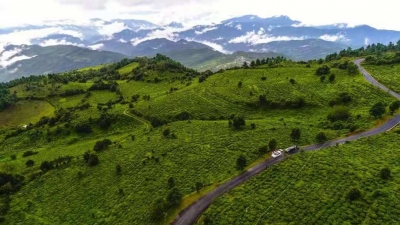 5.21国际茶日 | 双柏白竹山茶园风光美，采茶、制茶、品茶……乐趣多