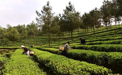 【精品线路】楚雄四大走廊·奇山异水走廊之旅