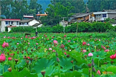 推荐 | 七月出游，楚雄这10个地方等你来打卡