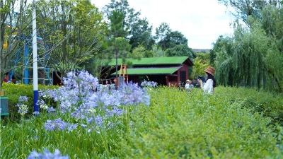 夏至已至丨楚雄美得正当时，快来邂逅清凉和美好！