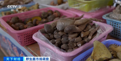 央视聚焦：云南省楚雄州南华县野生菌成爆款