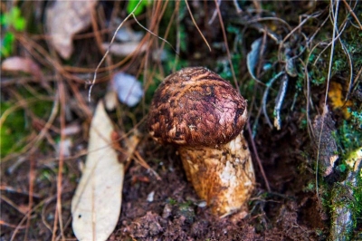 央视聚焦：云南省楚雄州南华县野生菌成爆款
