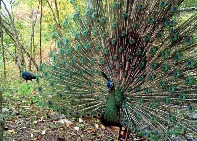 守护林中精灵丨“百鸟朝凤 滇中翡翠”短视频大赛启动！