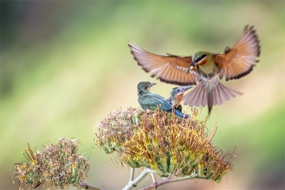 守护林中精灵丨“百鸟朝凤 滇中翡翠”短视频大赛启动！