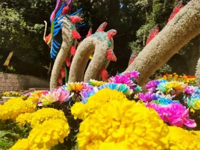 惊艳！武定狮子山惊现神奇七彩菊花，如梦似幻