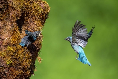  COP15 | 探秘《云南虫谷》中的神奇动植物