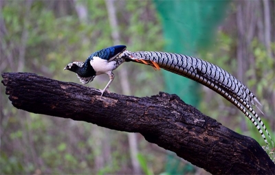 守护林中精灵丨“百鸟朝凤 滇中翡翠”短视频大赛启动！