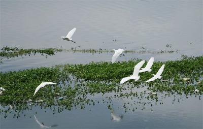迎接COP15！楚雄“百鸟朝凤 滇中翡翠”鸟类主题云展厅正式上线
