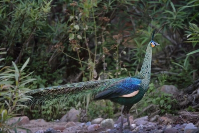 迎接COP15！楚雄“百鸟朝凤 滇中翡翠”鸟类主题云展厅正式上线