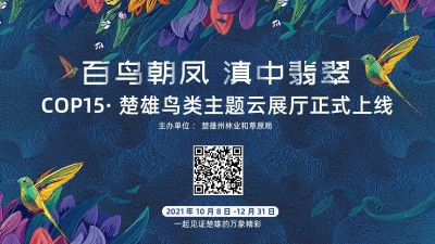 迎接COP15！楚雄“百鸟朝凤 滇中翡翠”鸟类主题云展厅正式上线