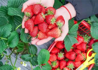 草莓、冬桃……乡村采摘游约起来，收获深秋的第一波甜蜜！