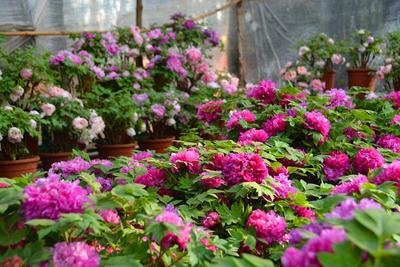 春节赏花去！武定狮子山的牡丹最惊艳