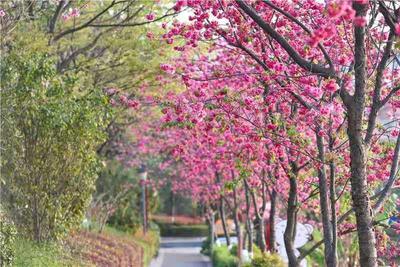 虎年到“虎乡”，双柏自驾游约起来！