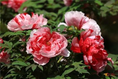 春节赏花去！武定狮子山的牡丹最惊艳