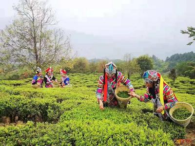一波高颜值小村上线！快来遇见楚雄最美乡野春色