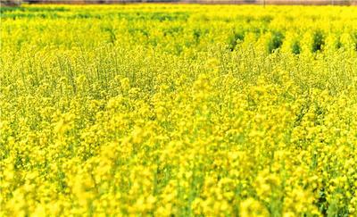 美到爆的金色花海，就藏在楚雄这些地方~