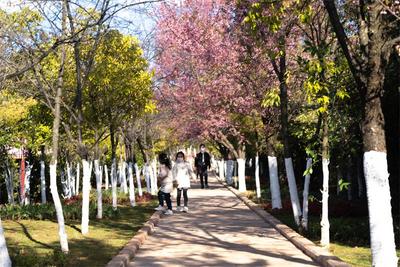 迎着春风动起来！到楚雄美丽公园徒步、赏花、放风筝……