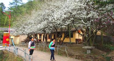 一波高颜值小村上线！快来遇见楚雄最美乡野春色