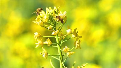 美到爆的金色花海，就藏在楚雄这些地方~