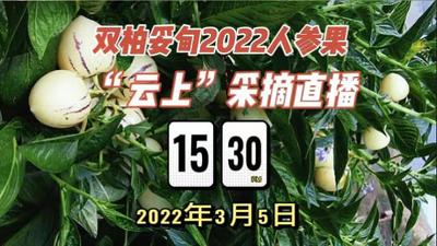 【直播】双柏·妥甸2022年首届人参果“云上”采摘直播活动
