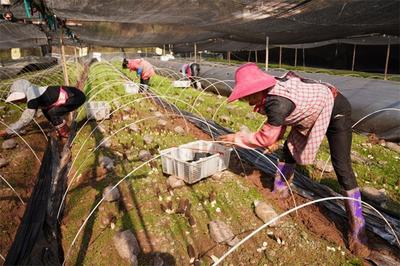楚雄牟定：舌尖再添美食 羊肚菌抢“鲜”上市