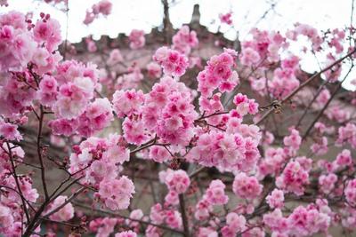 三月景如画！楚雄最美春游地，挑一个出发吧