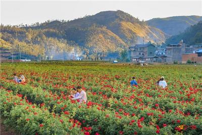 3月31日24时通车！自驾新楚大高速，畅游魅力楚雄