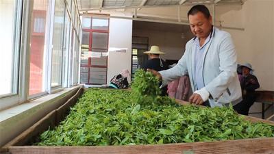 楚雄双柏县：采摘春茶第一芽  白竹山上茶飘香