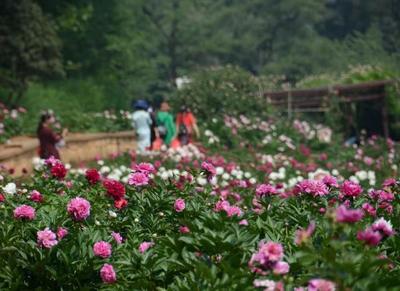 清明假期  楚雄州文旅市场安全平稳有序