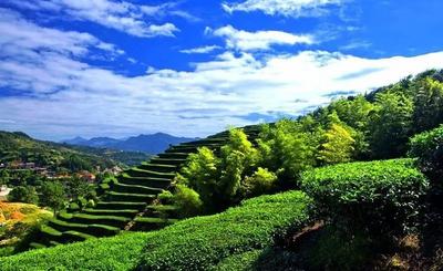 【云南人游楚雄】4月30日出发，到双柏白竹山徒步、采茶、制茶、品茶……