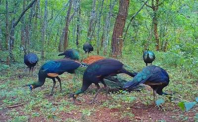 云南恐龙河保护区拍到绿孔雀雏鸟开屏珍贵画面