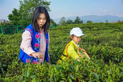 【云南人游楚雄】摘车厘子、采茶制茶、野奢露营……超好玩的“五一”定制线路请查收