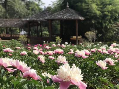 【云南人游楚雄】四月花海上线！最新赏花指南请收好