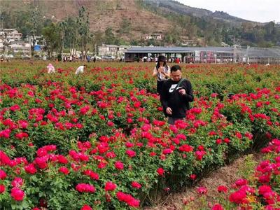 【云南人游楚雄】千亩玫瑰花海唯美上线，这座古镇超适合“五一”打卡