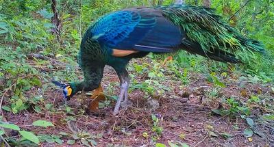 云南恐龙河自然保护区拍摄到雌性绿孔雀开屏珍贵影像