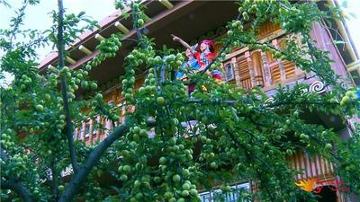 【云南人游楚雄】夏季气温17℃！永仁方山为你私藏了一份清凉