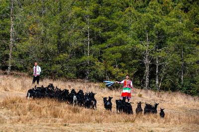 太棒啦！明天可以坐着公交去双柏旅游了