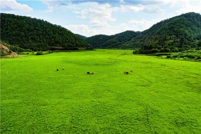 南华金色花海上线！还有温泉、露营、野生菌美食，快来打卡~