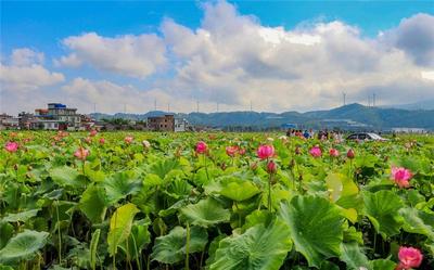 小暑 | 盛夏登场，赏荷到姚安！