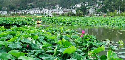 8月18日，云南·姚安2022年荷花文化旅游节精彩来袭！