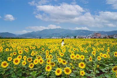 中秋假期楚雄本地旅游玩出新花样