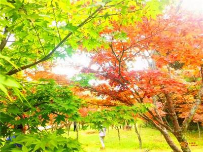 国庆·遇见楚雄 | 秋分至，邀您共赏楚雄绚烂光景！