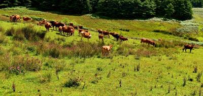 鄂嘉的高山湿地，深山里的世外桃源！
