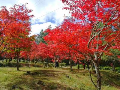 “枫”景太美！楚雄紫溪山枫叶红了