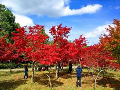 来了！在这些登高望远宝藏地，饱览楚雄万千秋色