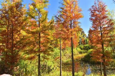 初冬时节，南华两旗海湿地公园藏着不一样的美！