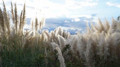 楚雄彝海公园的芦苇花开了！这才是初冬最温柔的样子