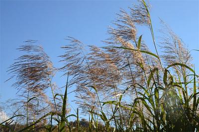 初冬时节，南华两旗海湿地公园藏着不一样的美！