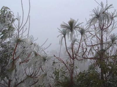 冬雪、雾凇……楚雄入冬仪式感有了