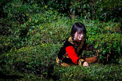 游茶山、品茶香，到双柏赴一场茶语休闲生活之旅！